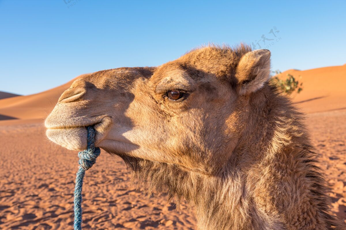 孤独一只嘴里叼着绳子的骆驼的侧面轮廓和沙漠景观阿拉伯语轮廓自然