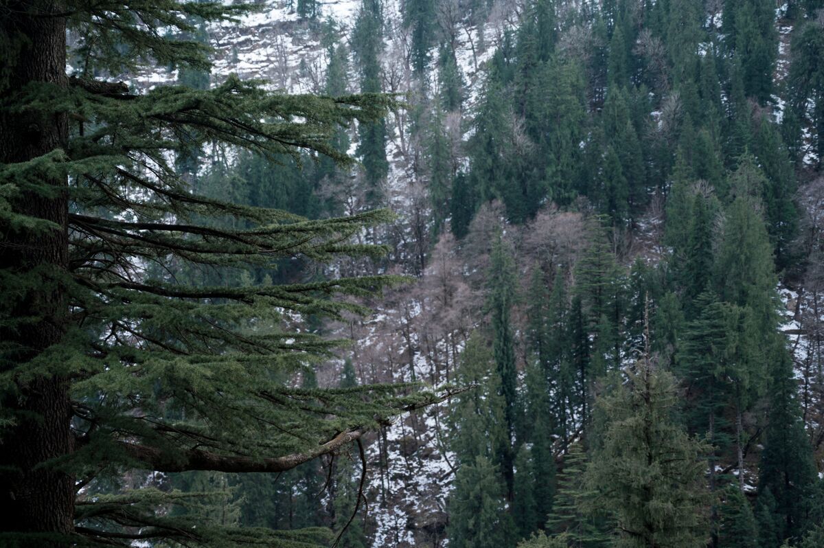 季节冬天森林里美丽的常绿松树风景木头冷杉