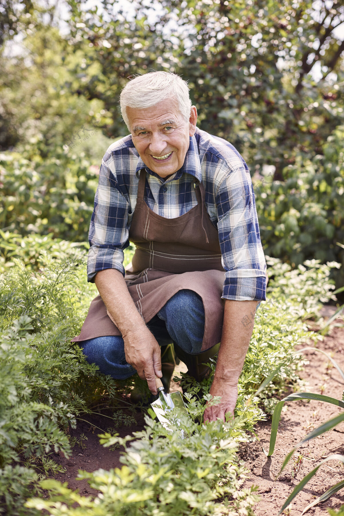 蔬菜在地里和植物一起干活的老男人夏天植物退休