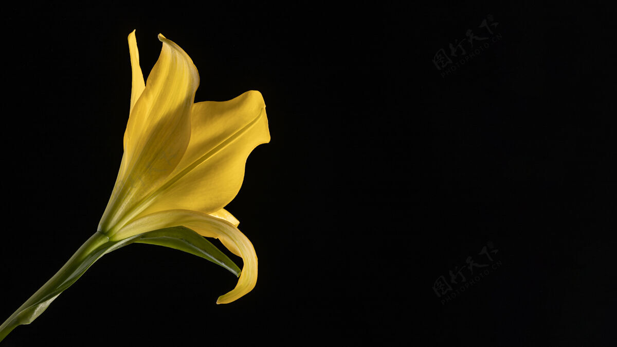 特写美丽的黄色百合花花卉植物蔬菜
