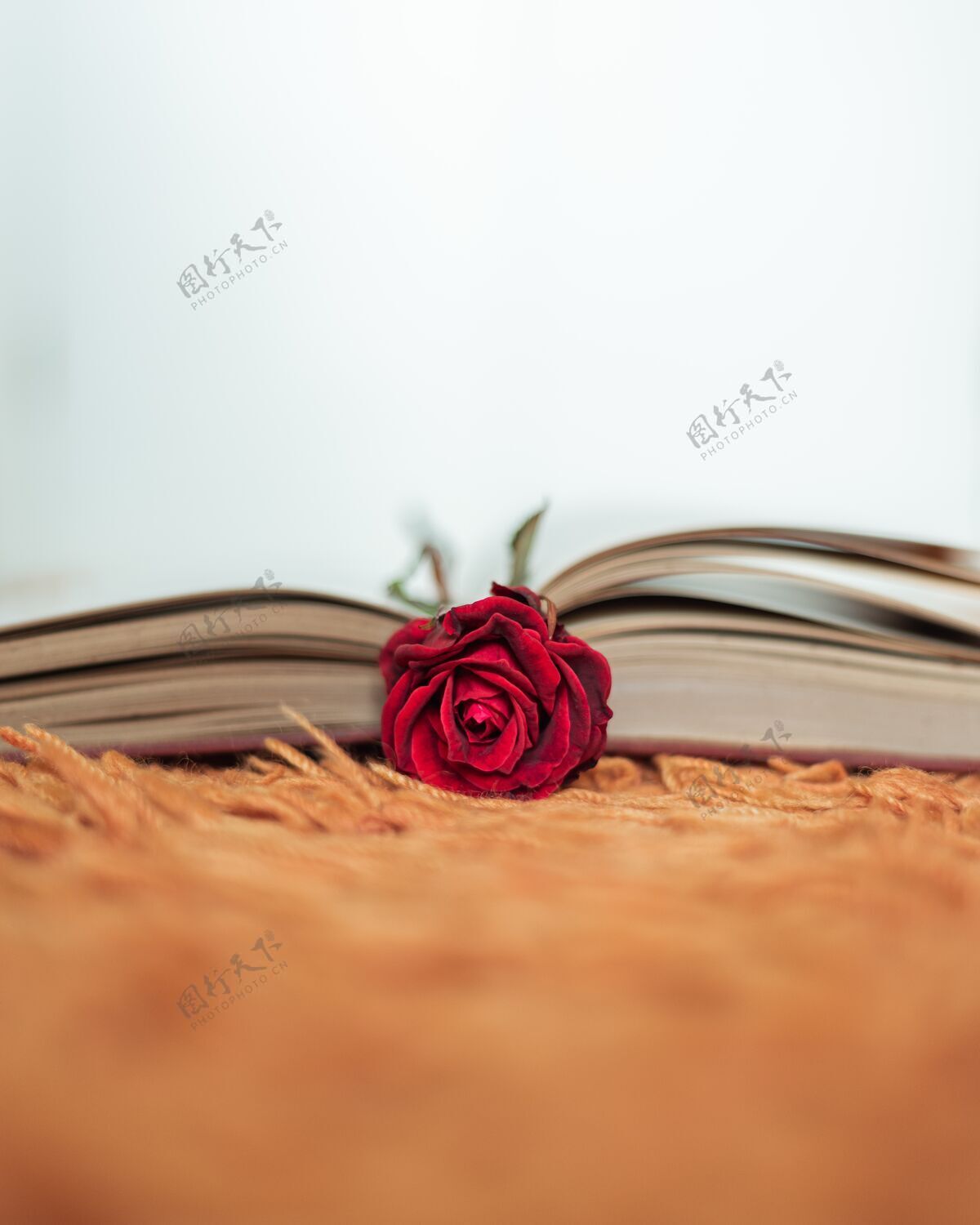 花红玫瑰在一本打开的书里面光花瓣书堆