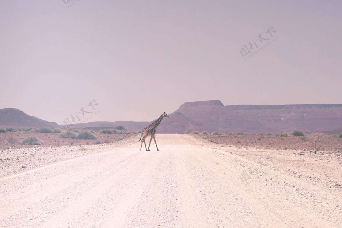 动物长颈鹿在路上走道路长颈鹿野生