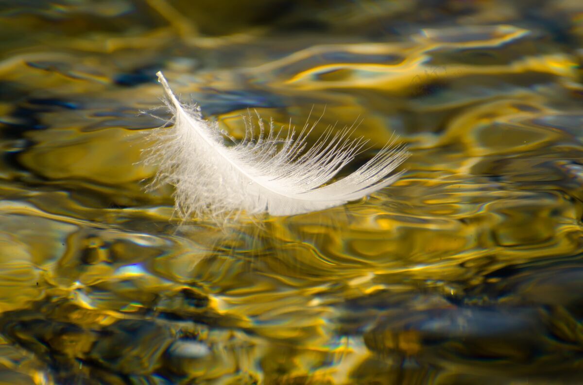翅膀一个白色羽毛漂浮在水面上的特写镜头漂浮风格白色羽毛