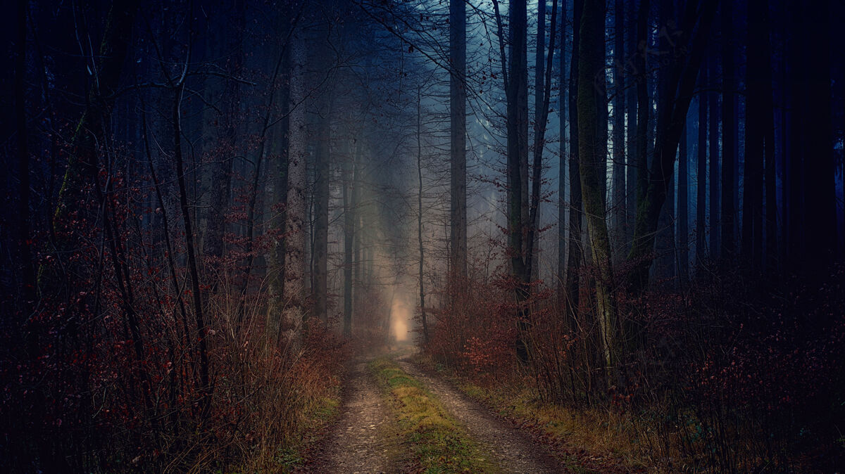 森林夜间光秃秃的树之间的小路户外道路土地