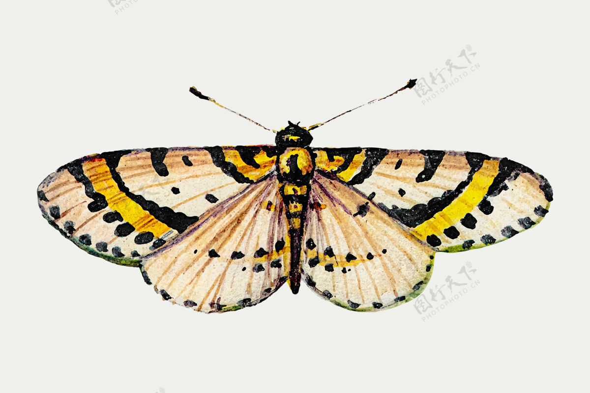 翅膀黄色蝴蝶的经典插图古董动物昆虫