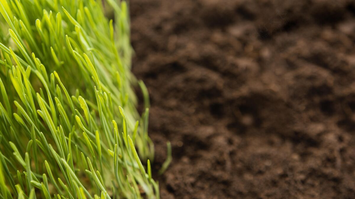 植物学关闭自然土壤和草地草的自然土壤质地草