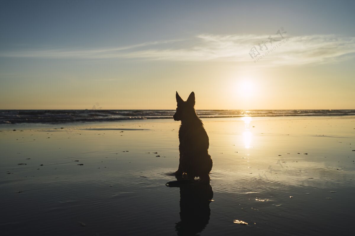 风景日落时分 一只大狗坐在海边的剪影海岸海滩全景