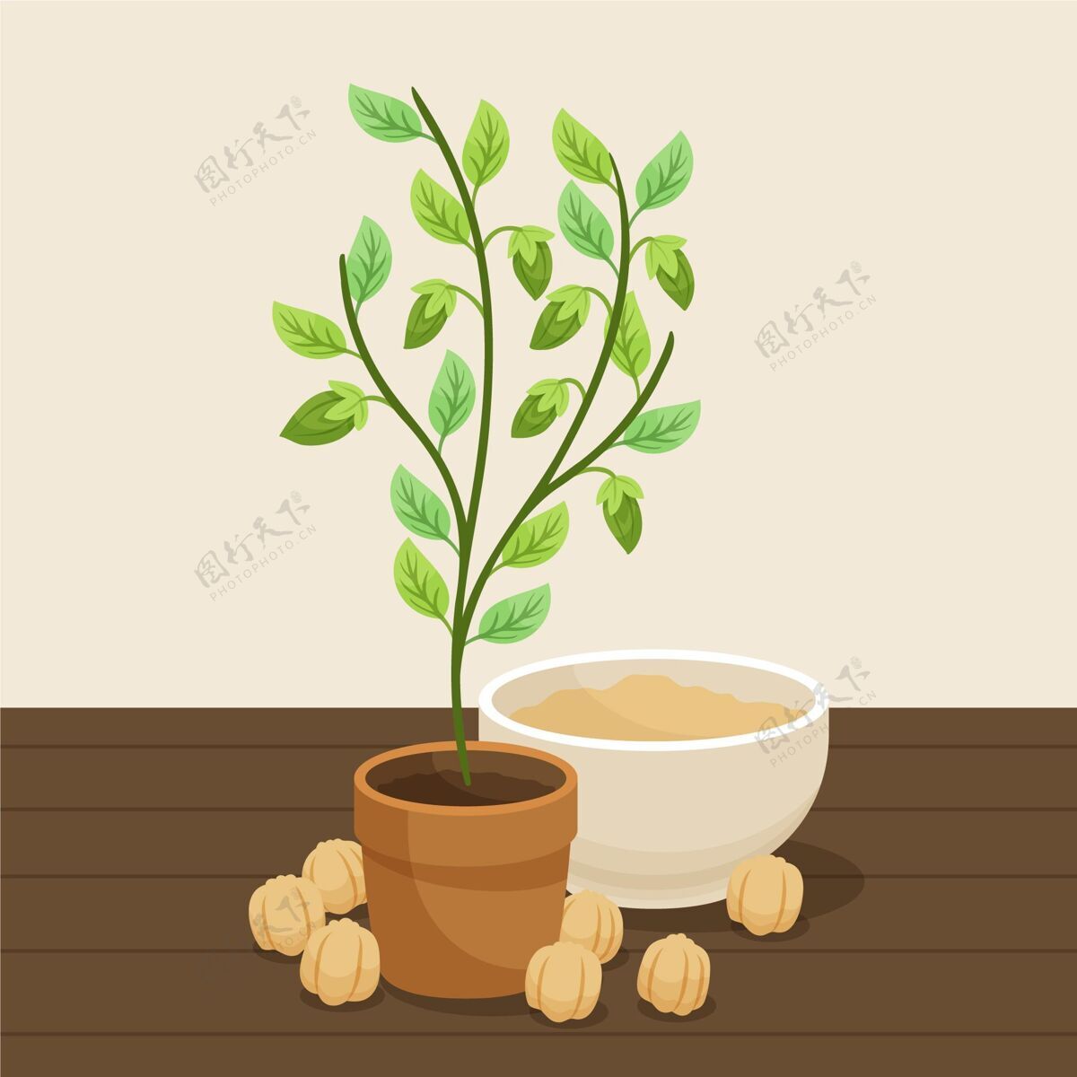 插图手绘鹰嘴豆和植物插图豆类健康叶龄