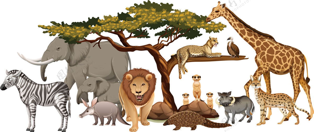 卡通一群白色背景的非洲野生动物活着森林大象
