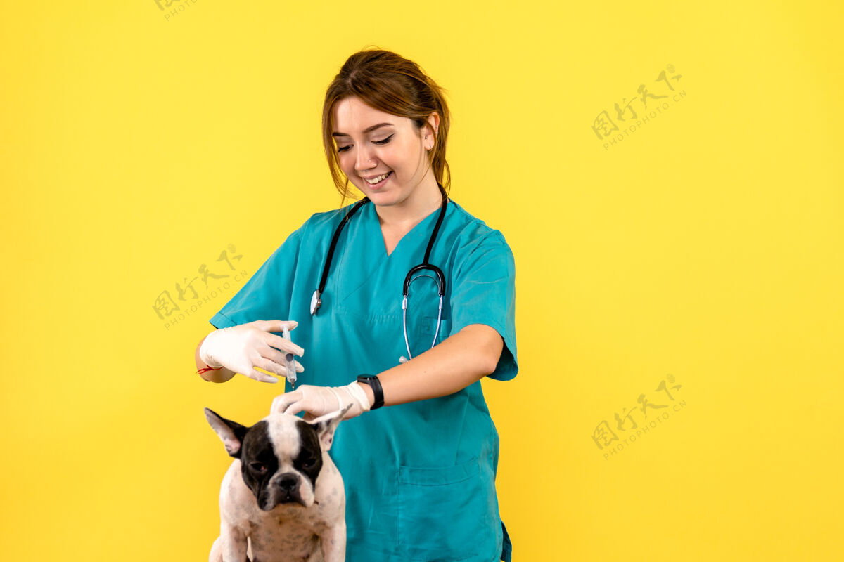 可爱女兽医在黄色墙上给小狗注射的正面图狗快乐家畜