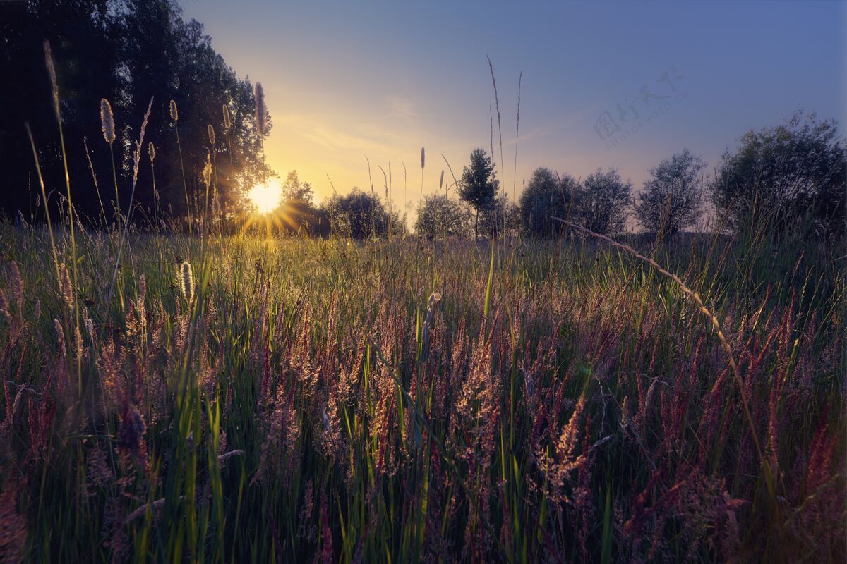 乡村草地上树木的剪影 背景是炽热的太阳辉光日落剪影