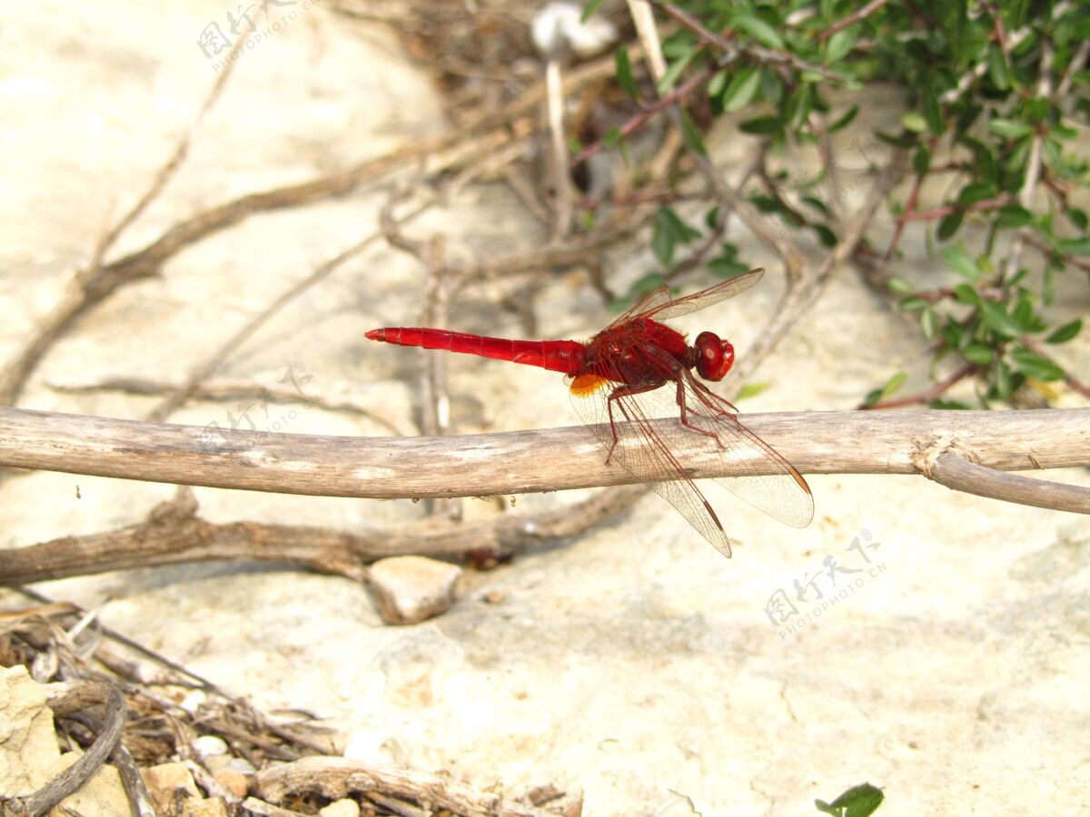 植物特写镜头一只猩红的蜻蜓坐在树枝上橙色休息野生