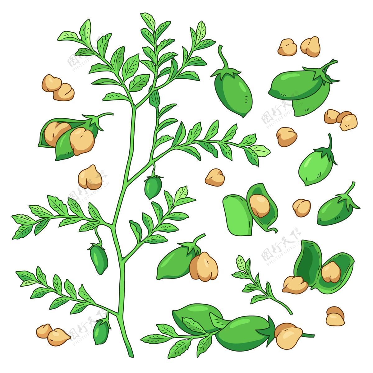 手绘手绘鹰嘴豆和植物插图食物豆类树叶