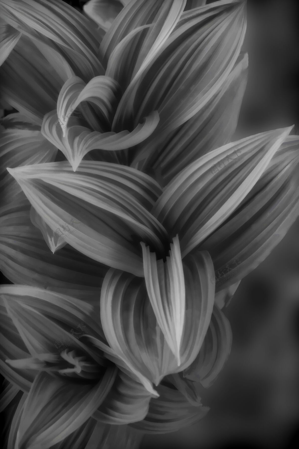 植物垂直灰度特写镜头美丽的花烟熏灰色刻度开花红色