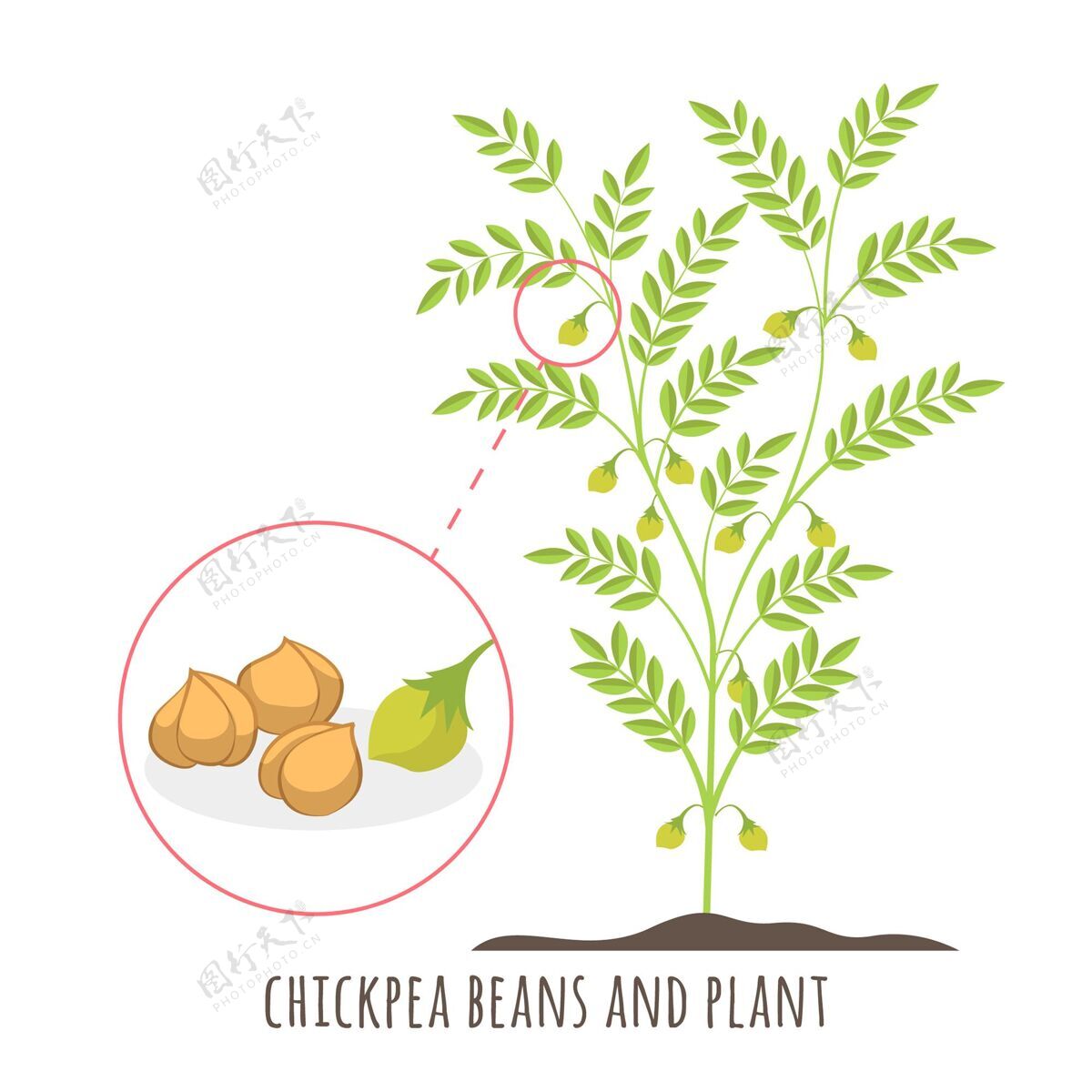 饮食用植物插图画鹰嘴豆豆类鹰嘴豆植物