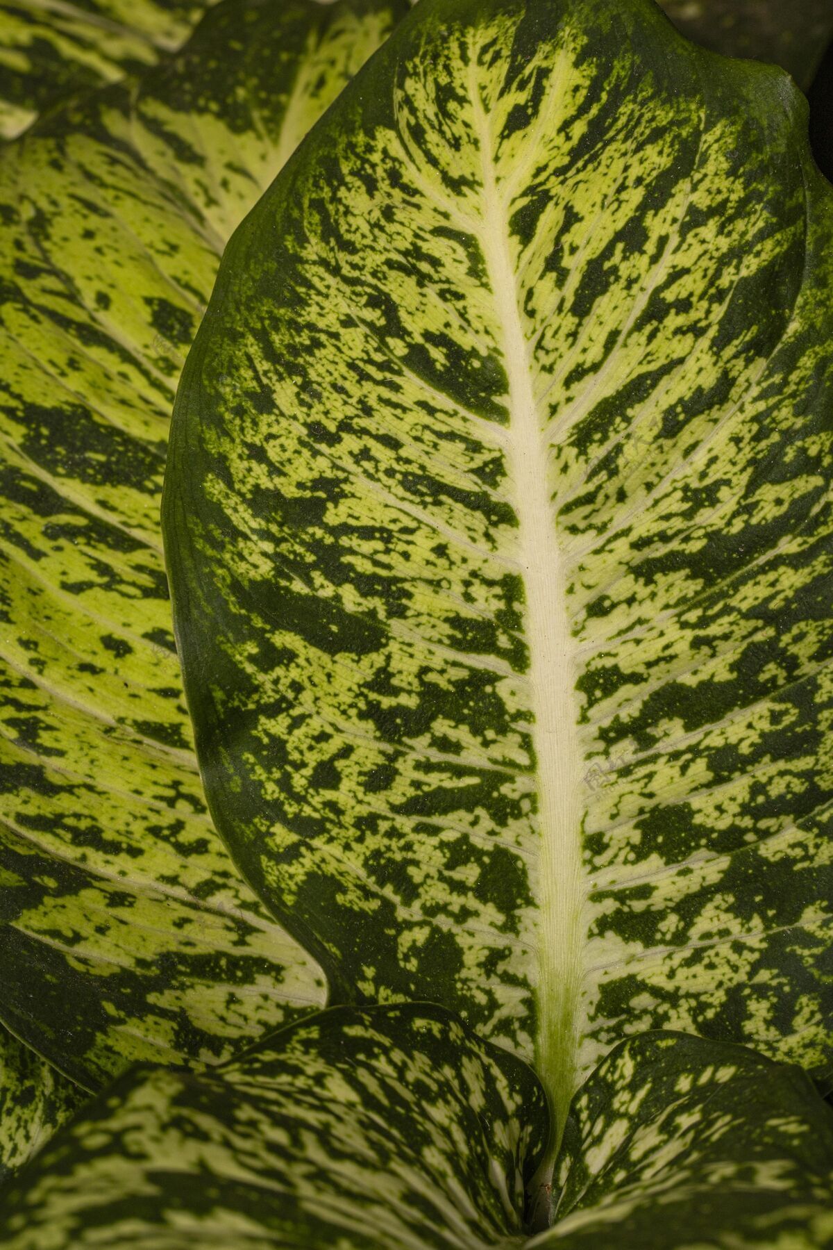 植被迷人的植物叶子特写镜头生物植物自然