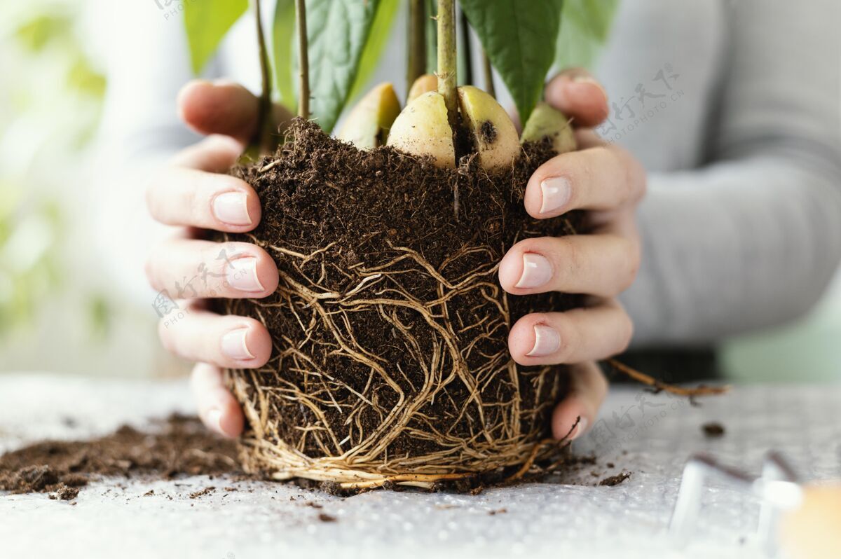 自然双手紧握着泥土的植物房子植物室内