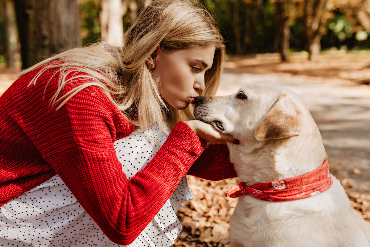 草地美丽的金发女孩亲吻着她美丽的拉布拉多犬秋天公园里穿着红色衣服的年轻女人和她的狗在一起女人肖像户外