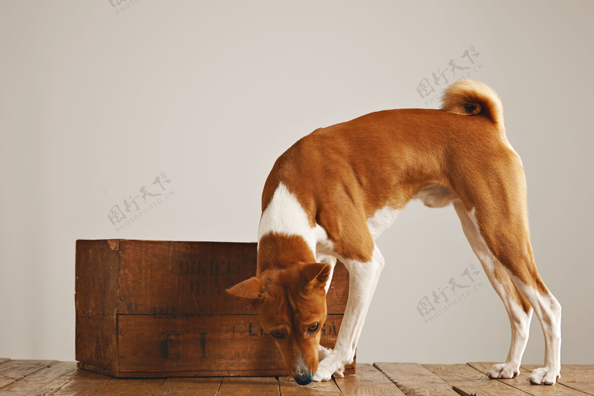 友好白色和棕色的狗在地板上嗅着一个漂亮的老式木箱周围的白色墙壁背景活跃盒子木制