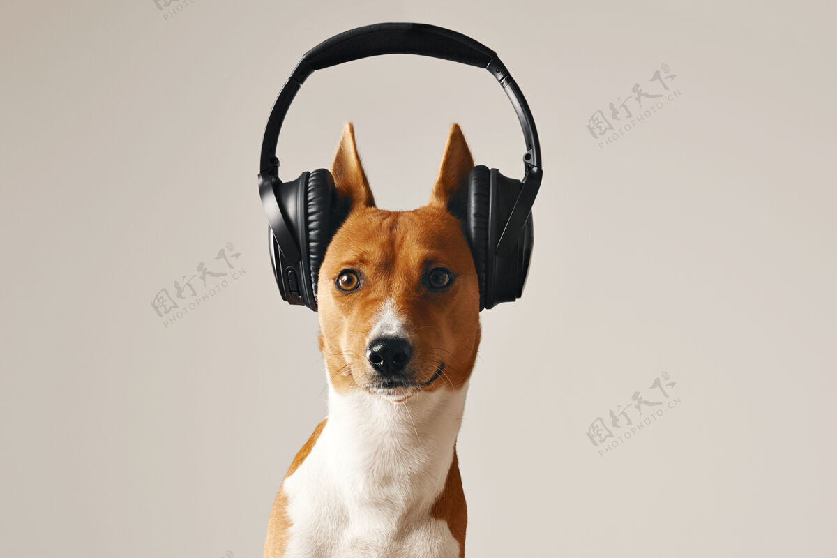 年轻棕色和白色的basenji犬睁大眼睛戴着黑色无线耳机 近距离拍摄隔离在白色头听轨道