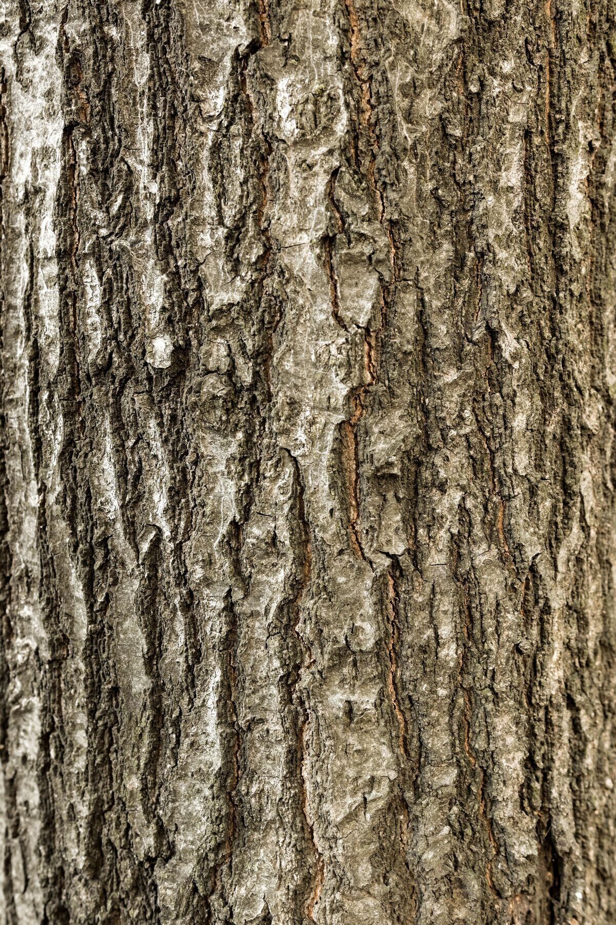 自然树皮顶视图木材向上平面