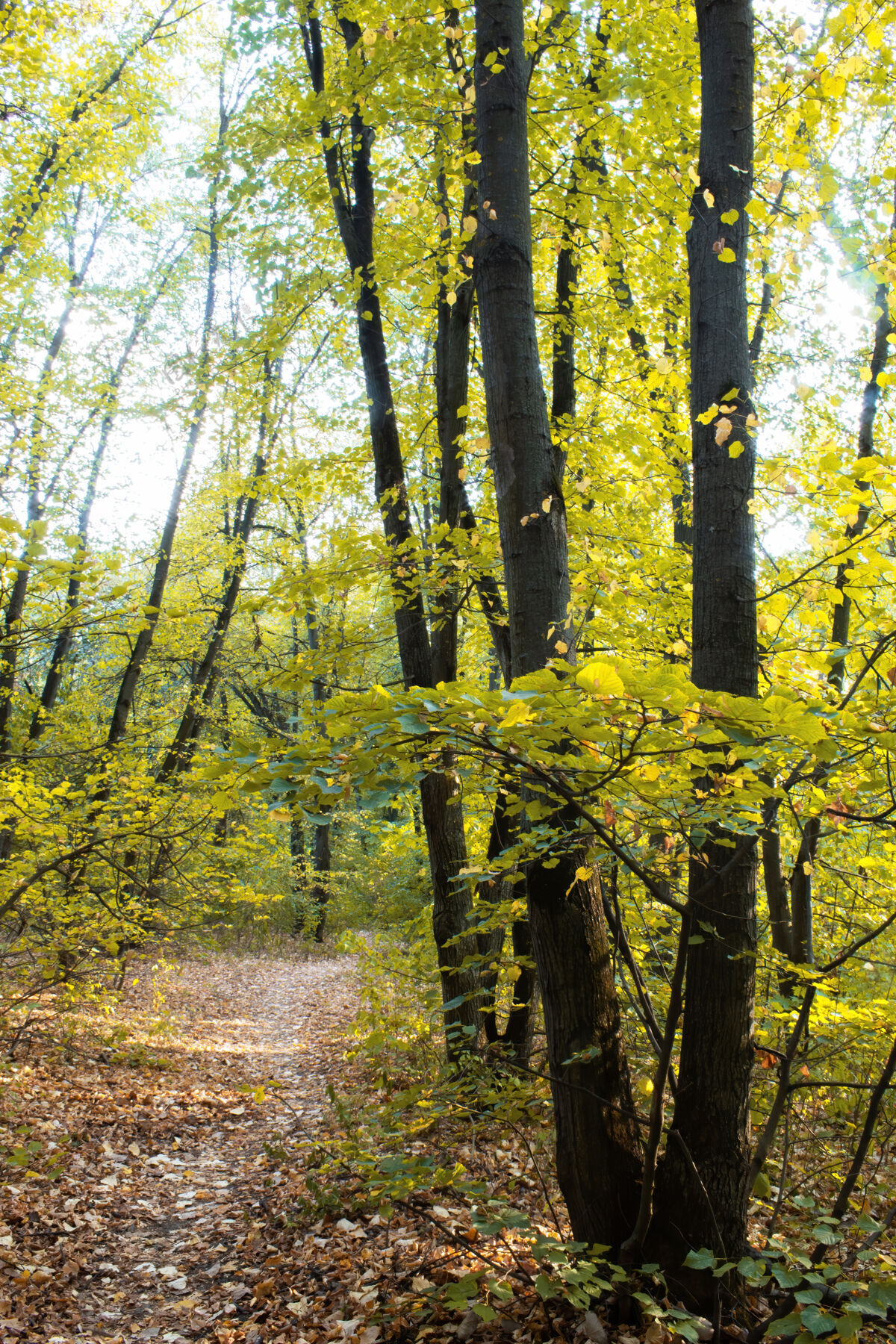 枫树摩尔多瓦基希讷乌 一片森林 绿树和灌木丛中有一条小路 地上有落叶散步景观秋天