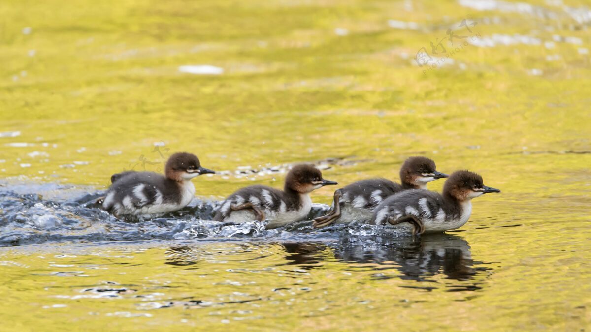 幼年白天一群小鸭子在湖里游泳保护后代野生