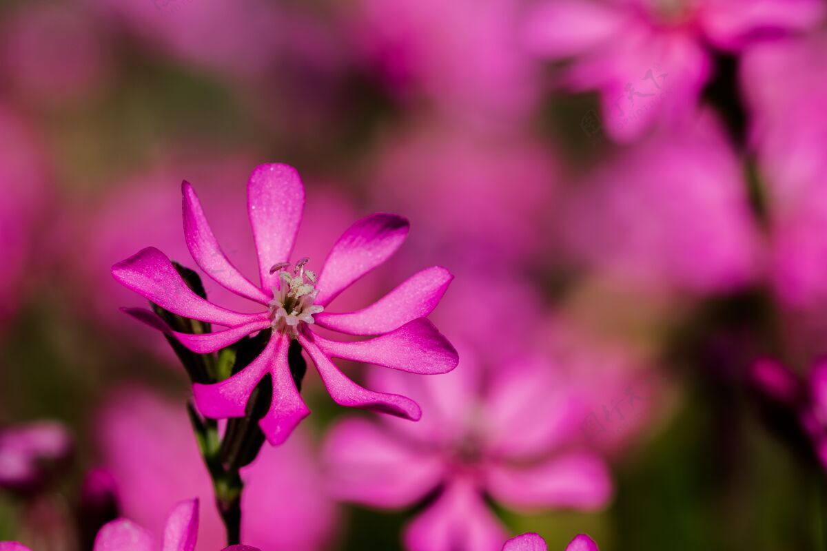 马耳他Prettypinkpirouette 马耳他乡村的一朵粉色小花开花普通花精致