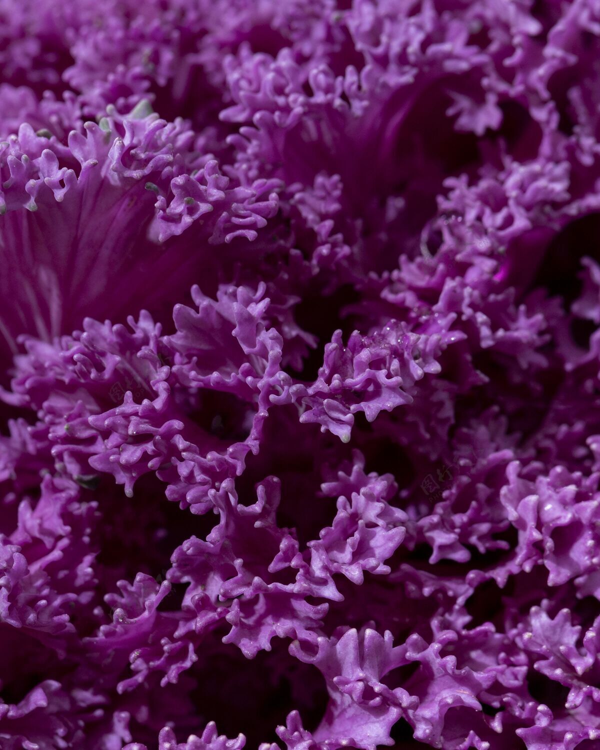 花关闭美丽的紫色花朵户外自然生长草本