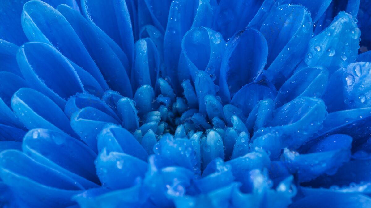 自然把湿的蓝色花瓣合上水平植被季节