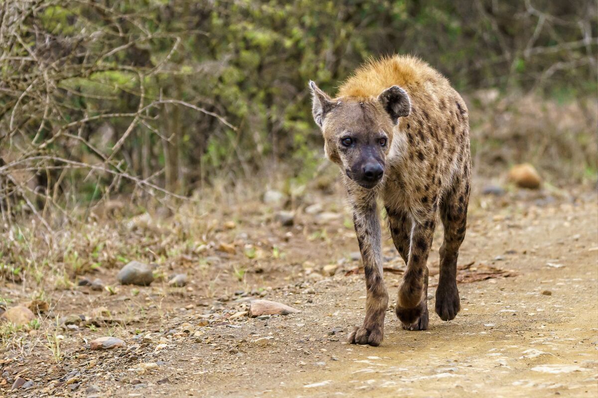野生动物浅聚焦拍摄一个斑点鬣狗走在一个模糊的空间土路动物道路生物