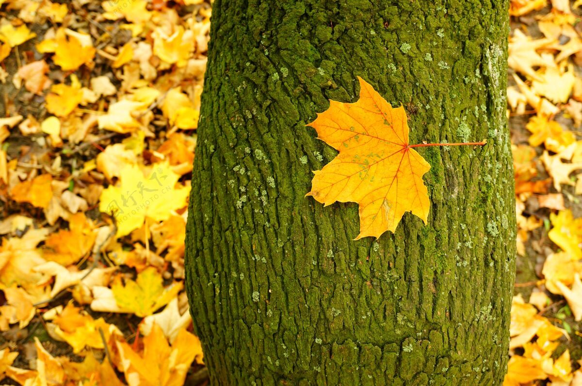 季节秋天树皮上叶子的特写镜头森林五颜六色树叶