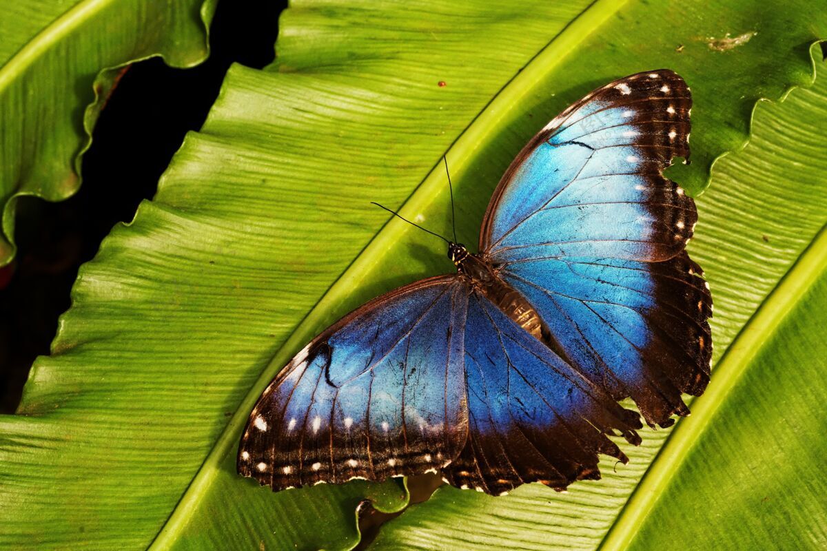 蓝色绿叶上一只蓝蝴蝶的特写镜头蝴蝶花绿色