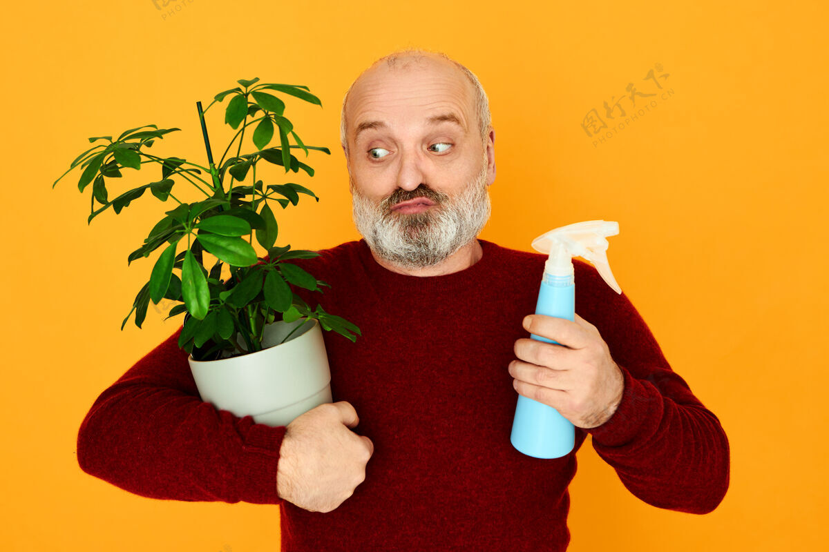 人滑稽困惑的秃头未刮胡子的男性退休人员手持洒水器和绿色植物的罐子的肖像护理雄性生长