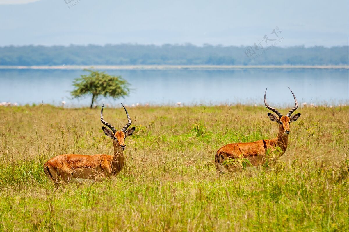 草坪两只羚羊在绿树丛中的特写镜头草野生动物