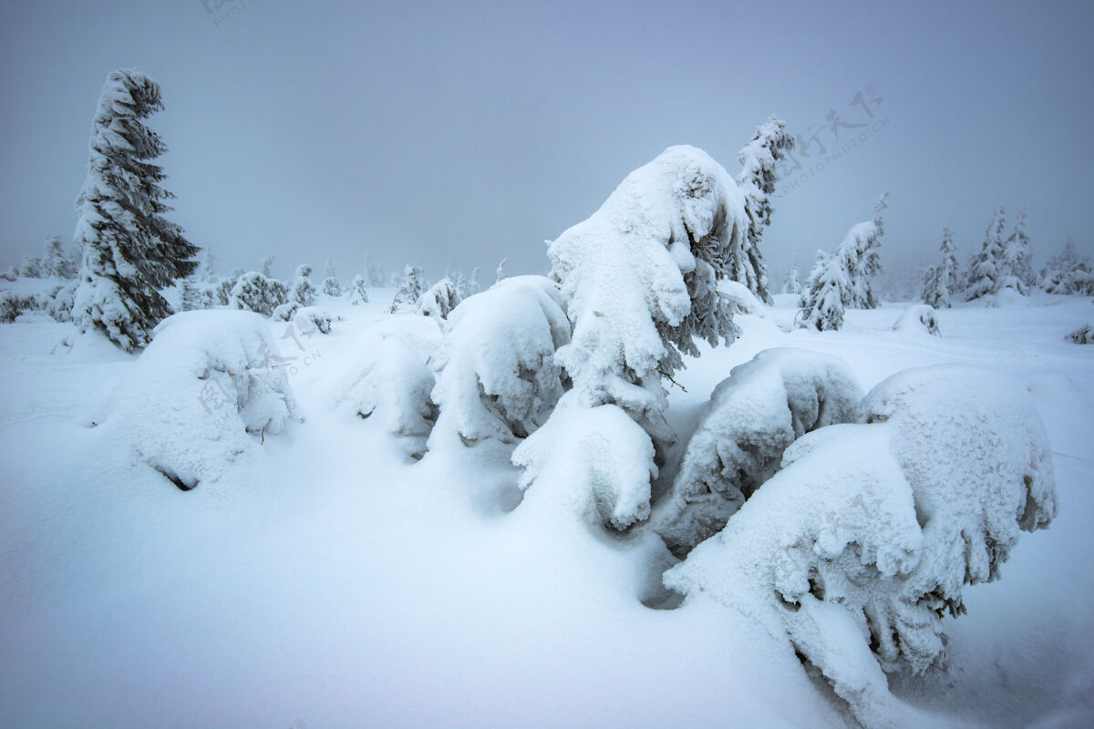山谷冬天 风吹拂着生长在雪山上的小冷杉严酷的北方自然和冬天的美丽的概念复制空间雪堆天气景色
