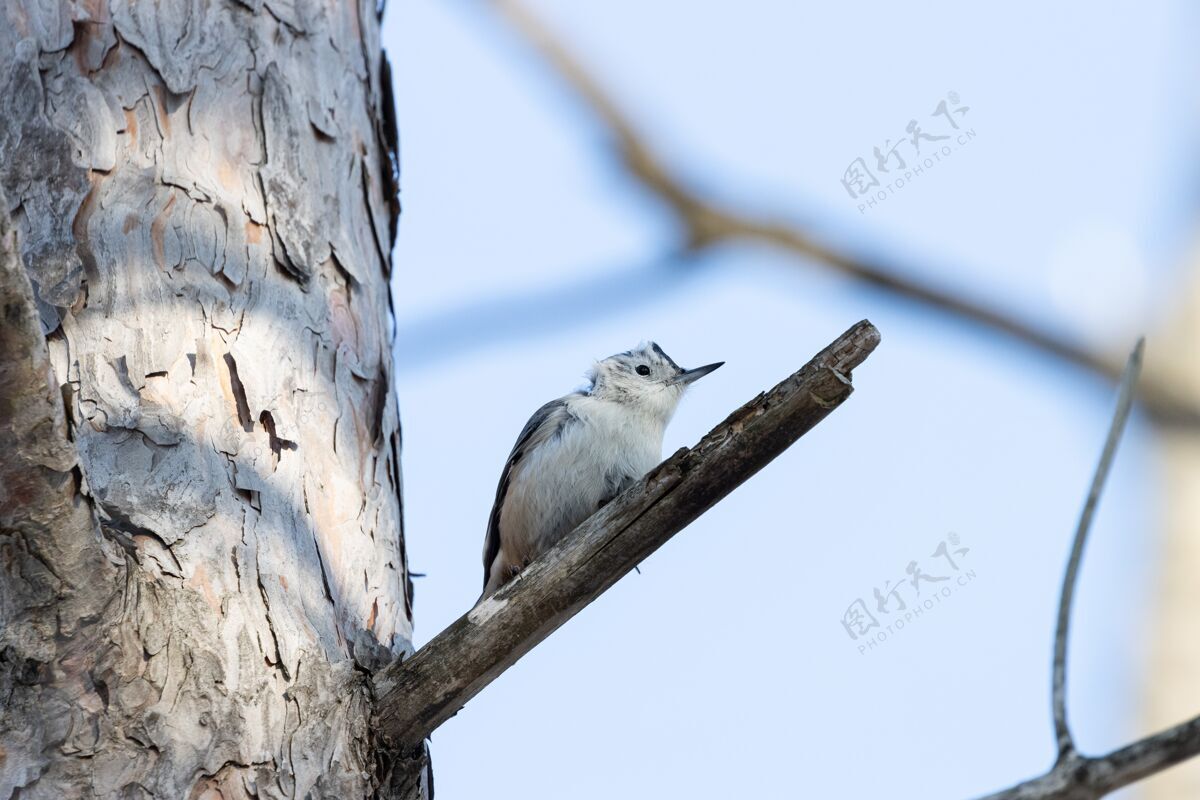 自然一只美丽的白胸海雀的低角栖息在树枝上动物坐着树