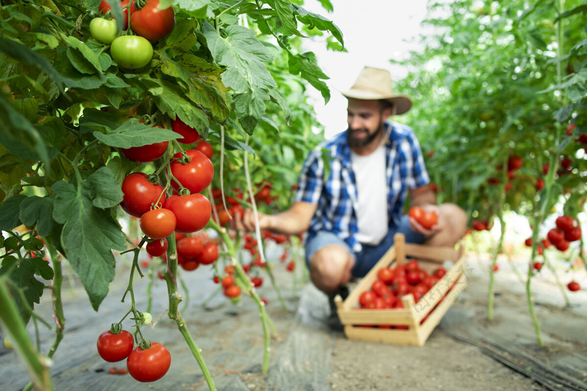 番茄农场主采摘新鲜成熟的西红柿蔬菜 放进木箱农业保持农业