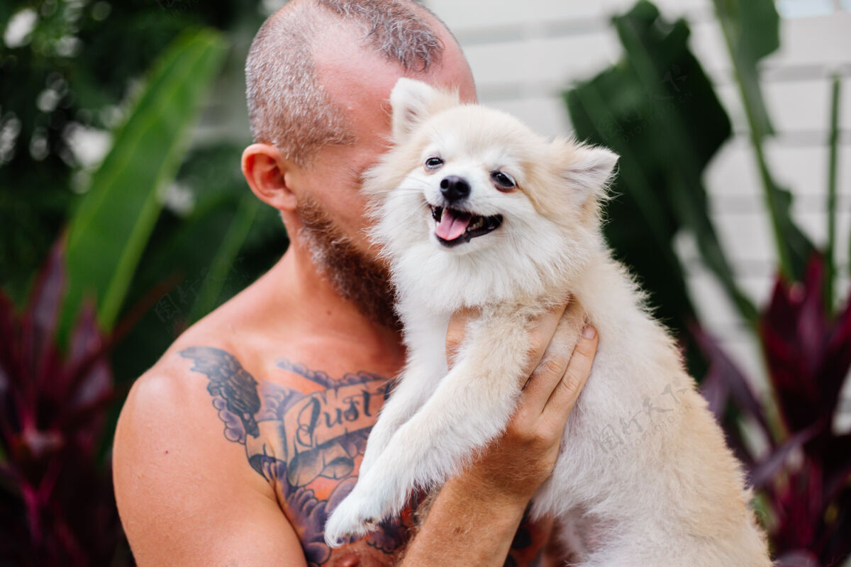 快乐年轻英俊的胡须野蛮的纹身快乐男人抱着波美拉尼亚斯皮茨玩可爱的宠物伴侣休闲毛茸茸的