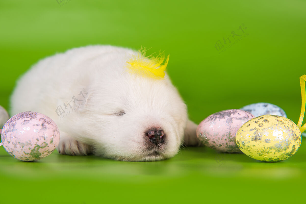 春天白色的小萨莫耶德小狗 头上戴着复活节彩蛋和黄色羽毛 背景是绿色的问候小朋友